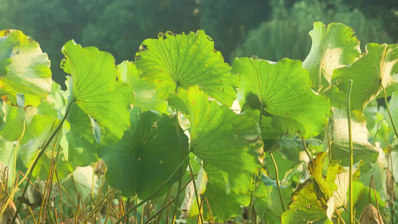 秋日阳光下荷塘中的荷叶纹理姿态视频素材