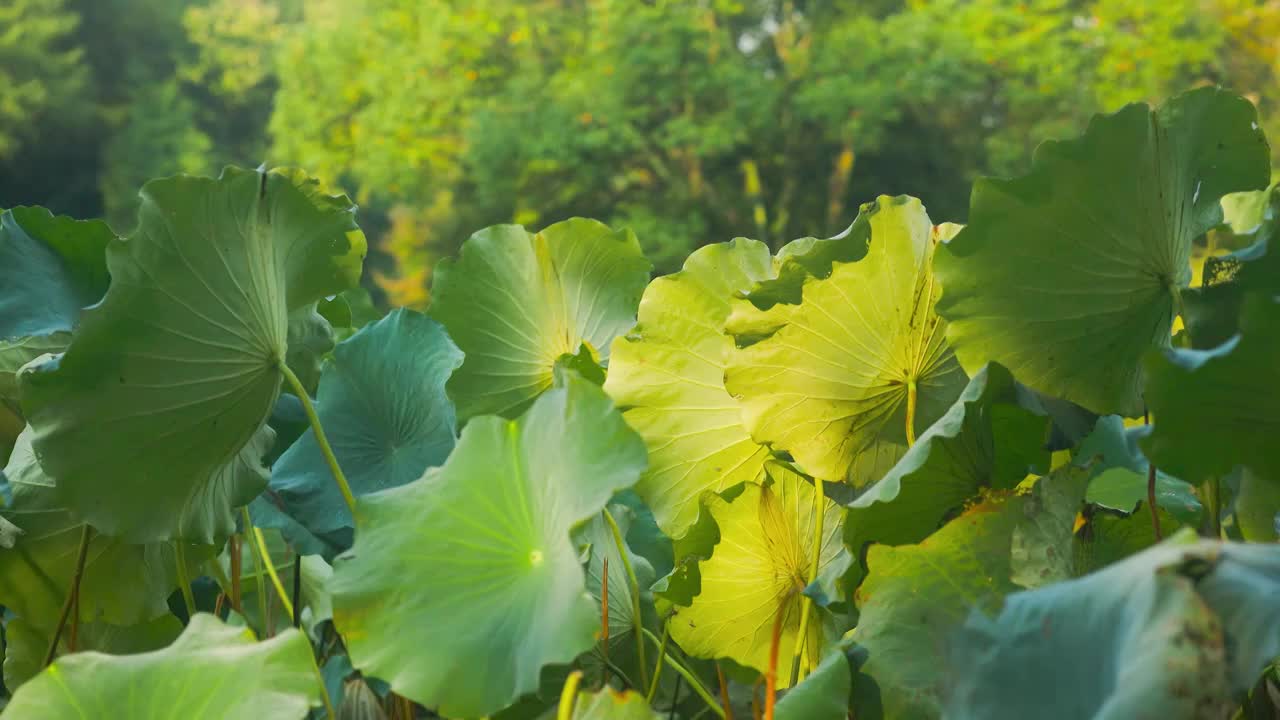 阳光照射秋日的荷塘荷叶上视频素材