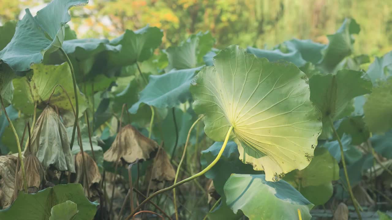 秋日阳光下的荷叶视频素材