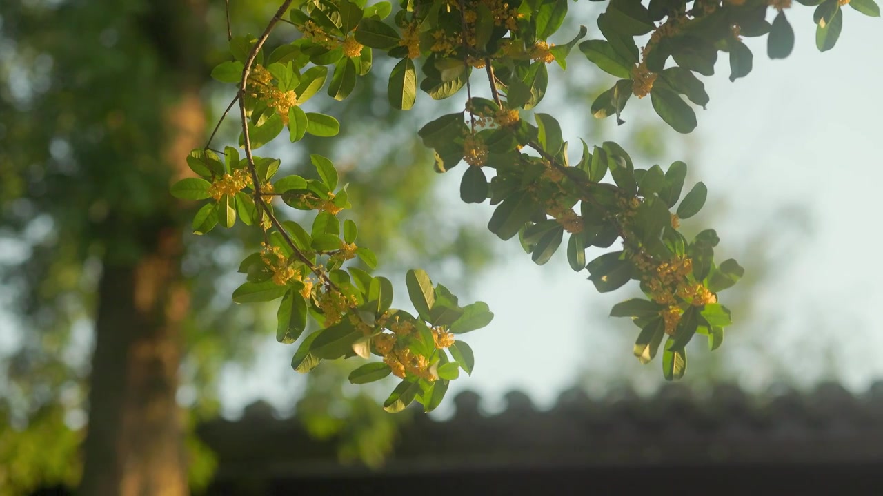 桂花花枝沐浴阳光中随风轻轻摇摆视频素材