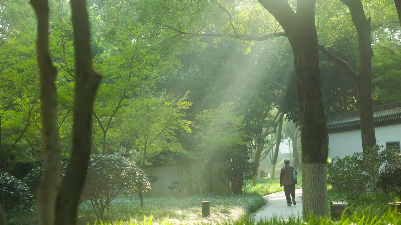 阳光照射进树林落在道路，草地，树叶，竹叶上的美感视频素材