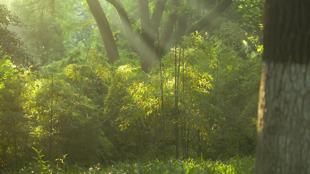 阳光照射进树林落在道路，草地，树叶，竹叶上的美感视频素材