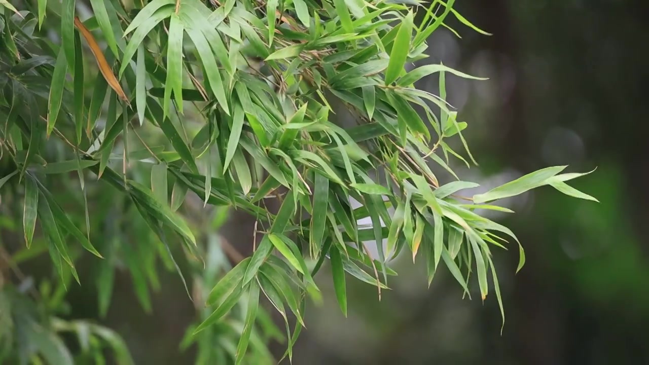 唯美竹林空镜视频素材