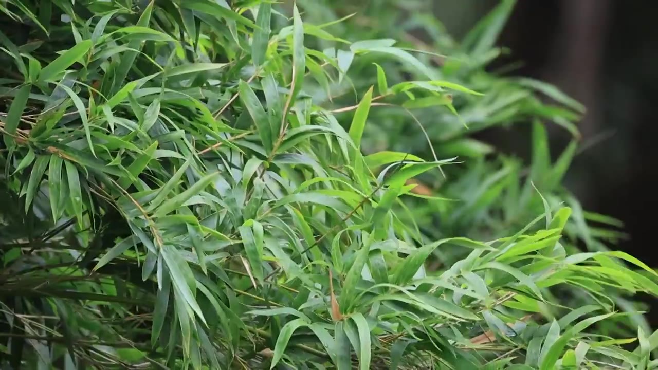 唯美竹林空镜视频素材