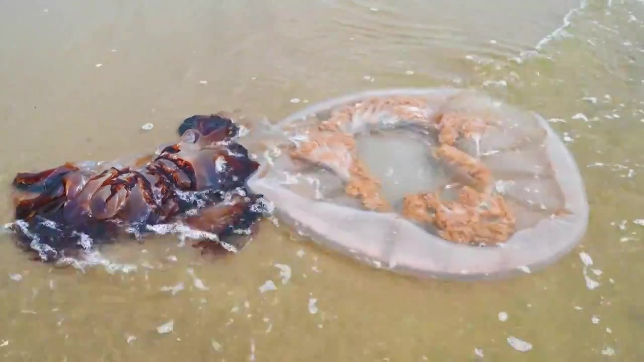 阴天渤海码头海边沙滩与海浪视频素材