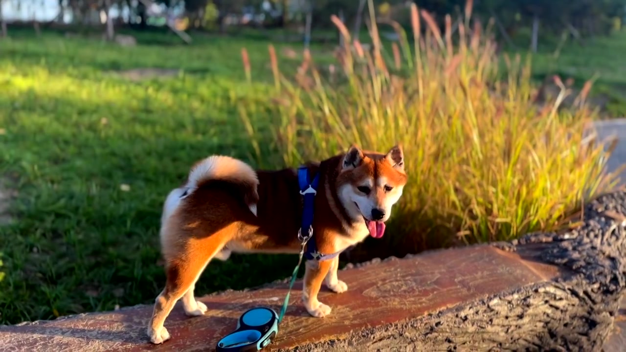 秋天阳光下小狗柴犬咧嘴笑视频素材