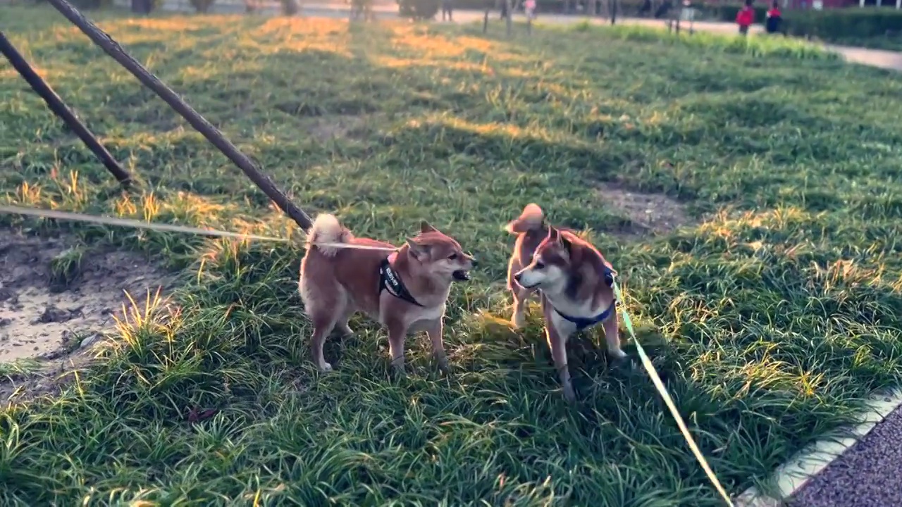 秋天阳光下小狗柴犬咧嘴笑视频素材