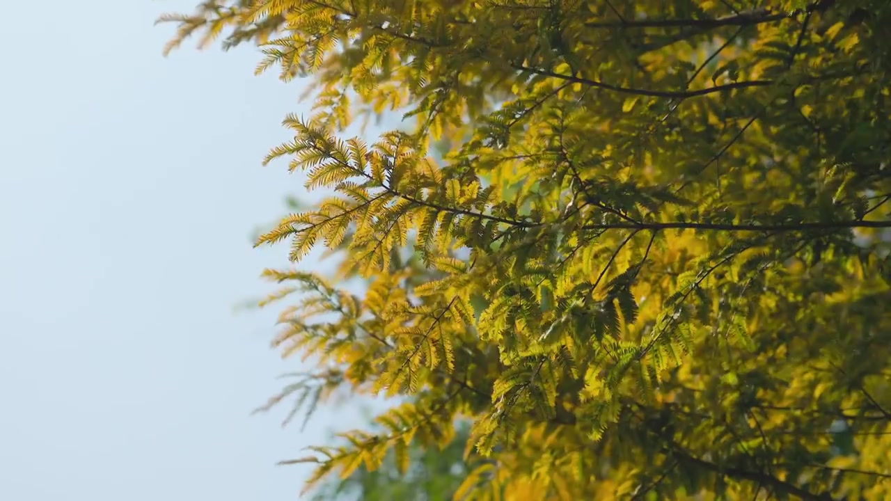 秋天阳光下的黄色水杉树枝叶美感视频素材