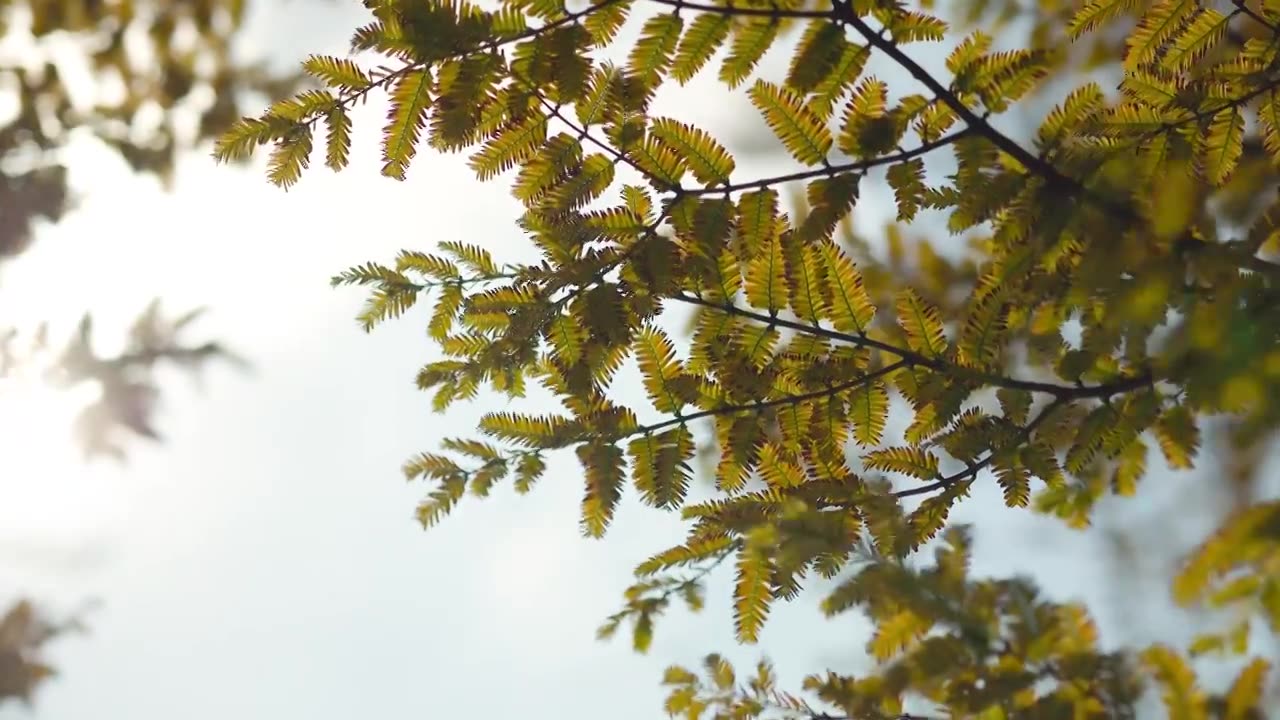 秋天阳光下的黄色水杉树枝叶美感视频素材