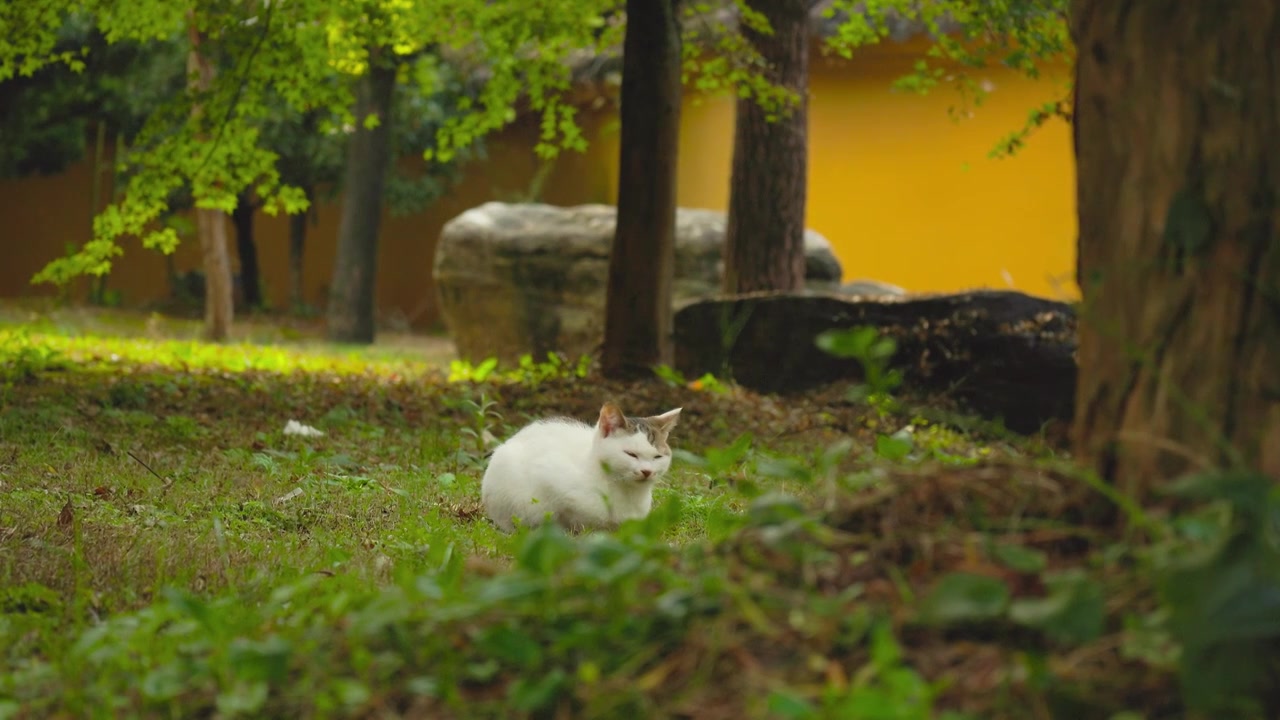 卧在草坪上的小猫咪视频素材