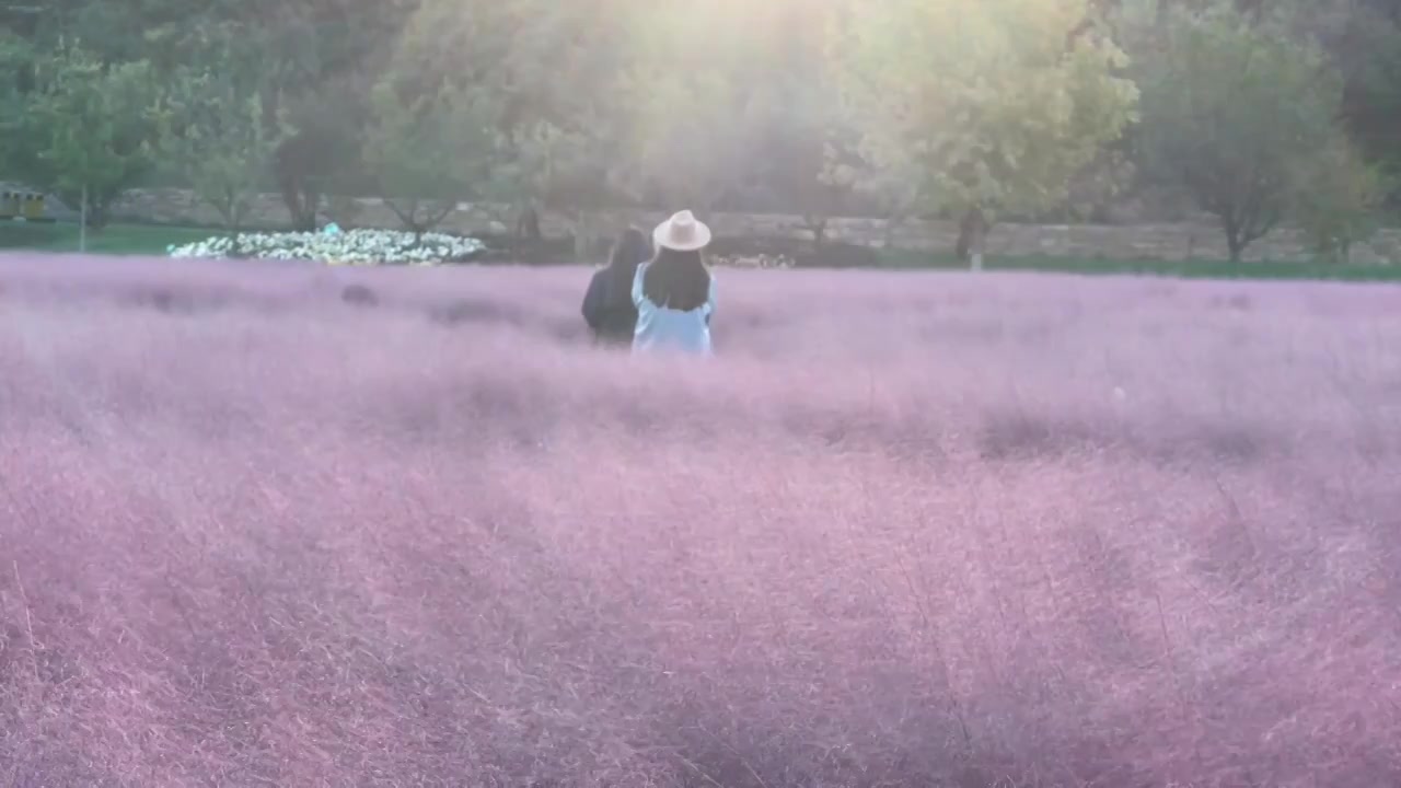 粉黛花海视频素材