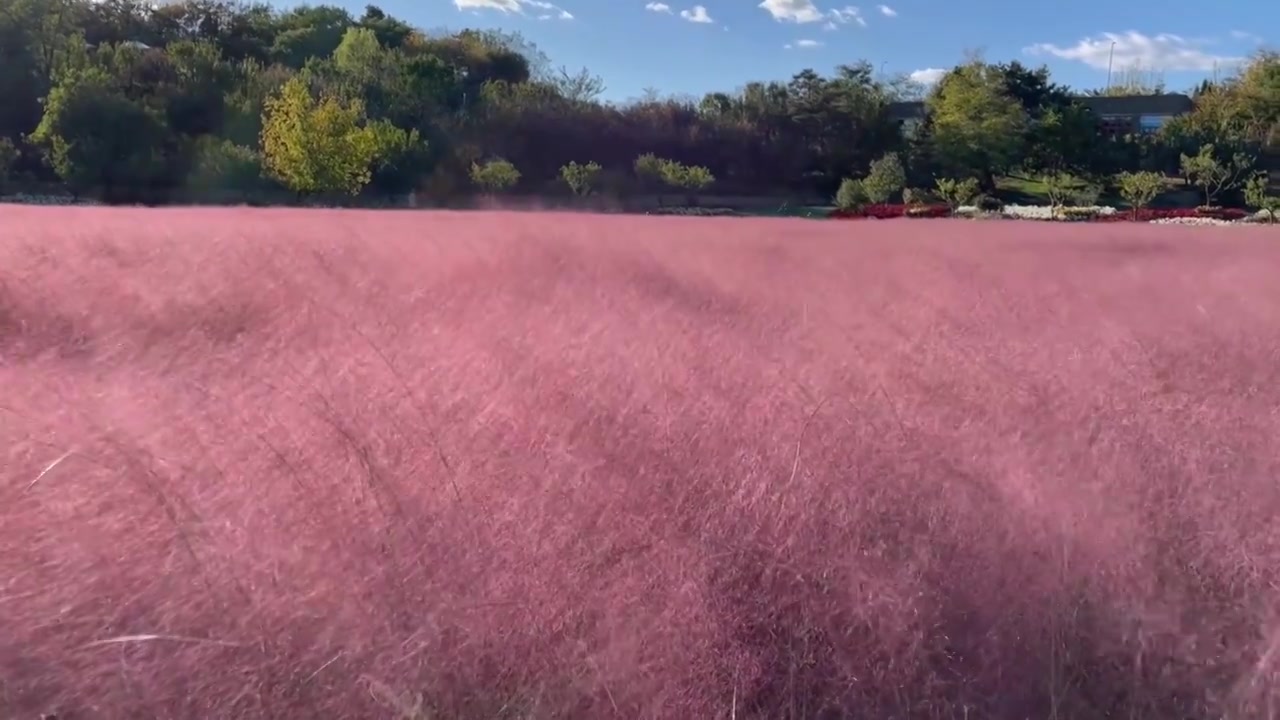 粉黛花海视频素材