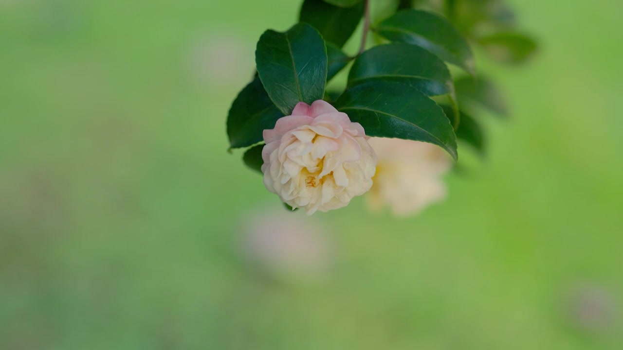 清晨的公园阳光中盛开的茶花视频素材