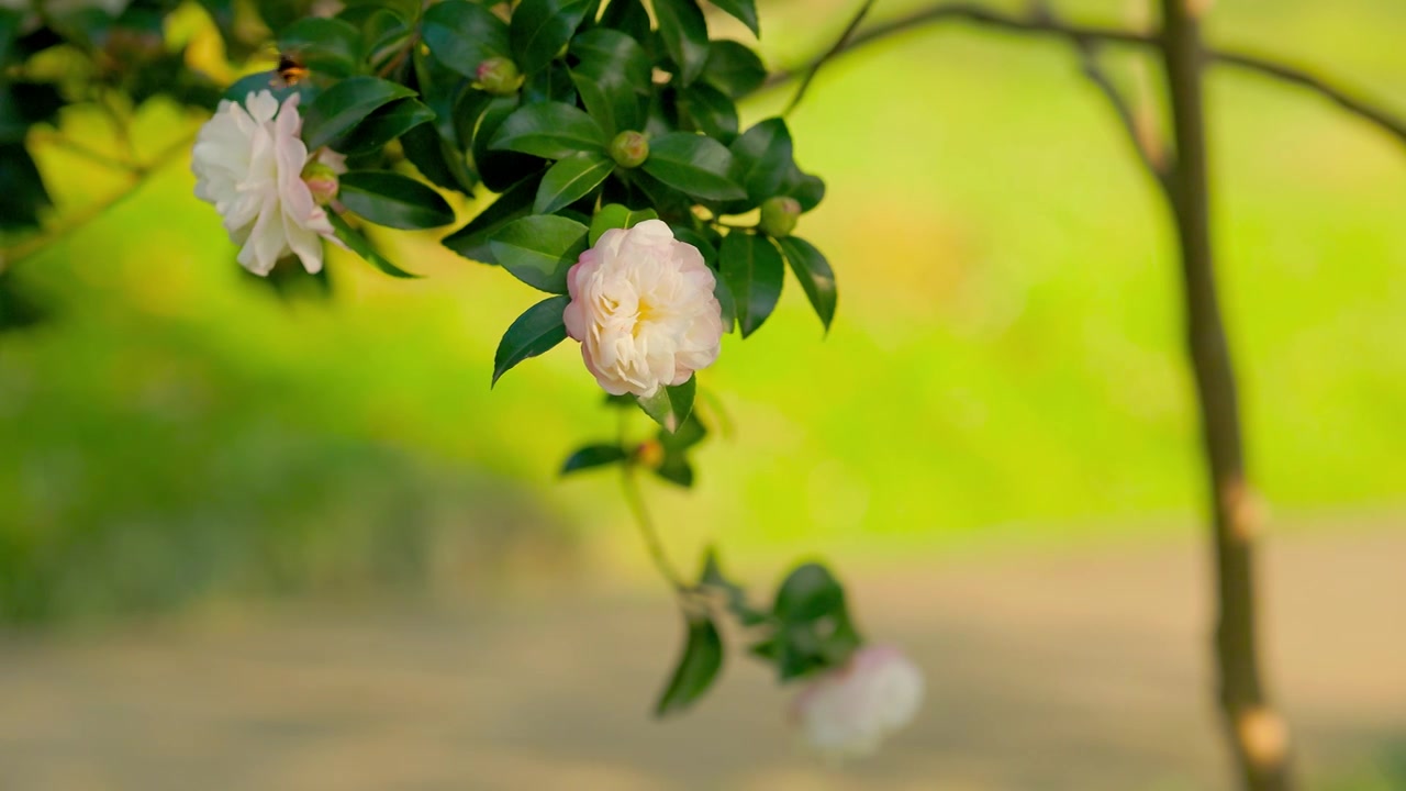 野蜜蜂在盛开的茶花中飞舞觅食视频素材