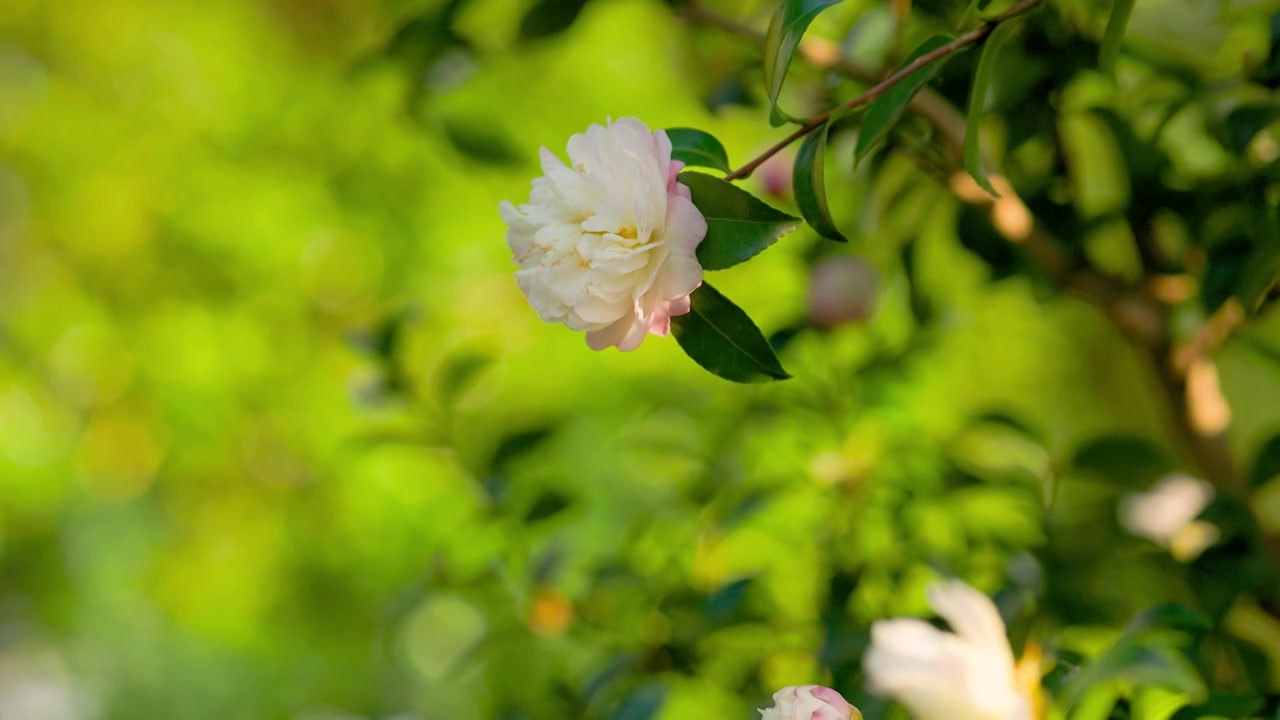 野蜜蜂在盛开的茶花中飞舞觅食视频素材