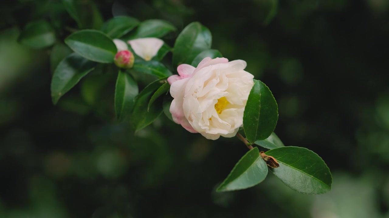 茶花树 花朵 花瓣 花蕊 花苞 花枝 水珠 落叶视频素材