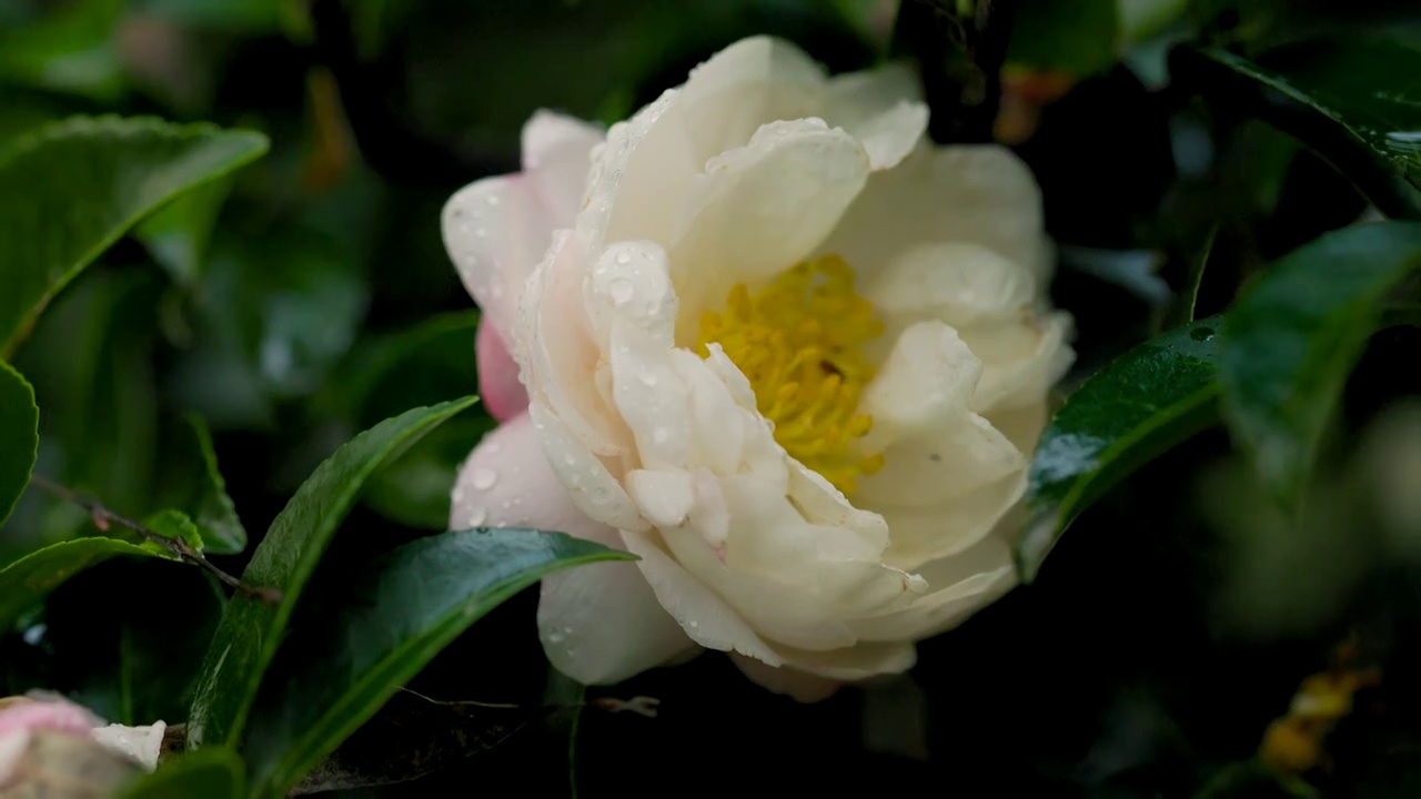 茶花树 花朵 花瓣 花蕊 花苞 花枝 水珠 落叶视频素材