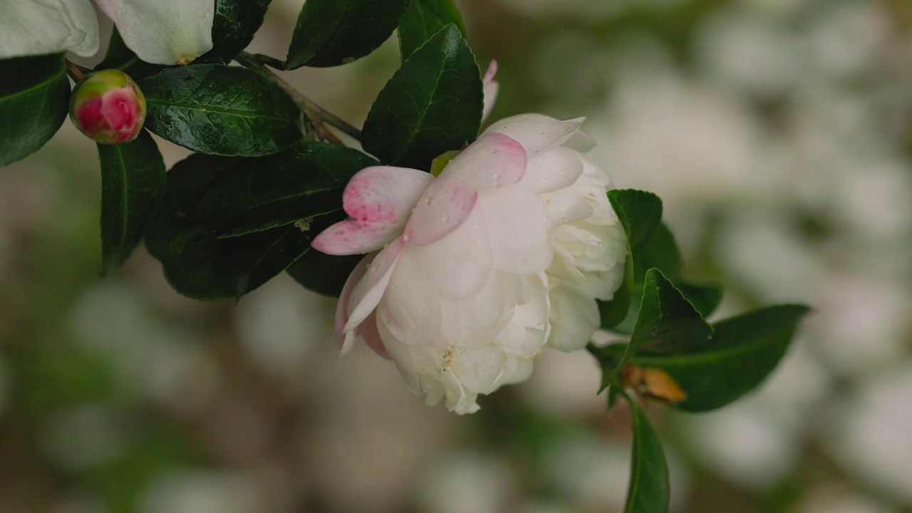 茶花树 花朵 花瓣 花蕊 花苞 花枝 水珠 落叶视频素材