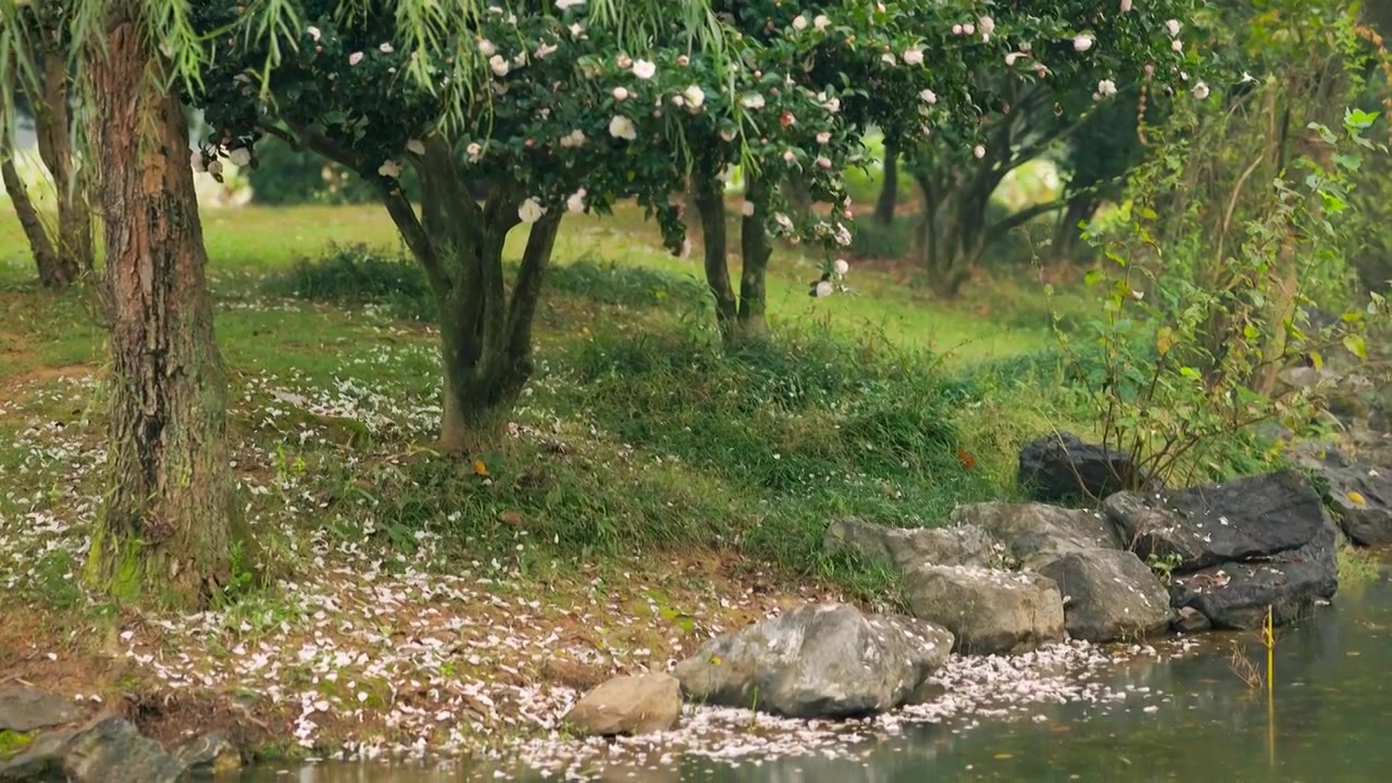 茶花树 花朵 花瓣 花蕊 花苞 花枝 水珠 落叶视频素材