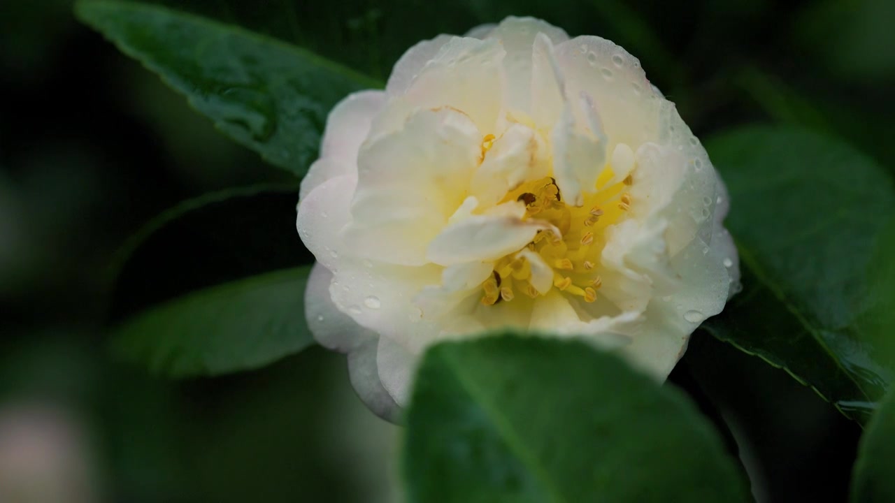 茶花树 花朵 花瓣 花蕊 花苞 花枝 水珠 落叶视频素材