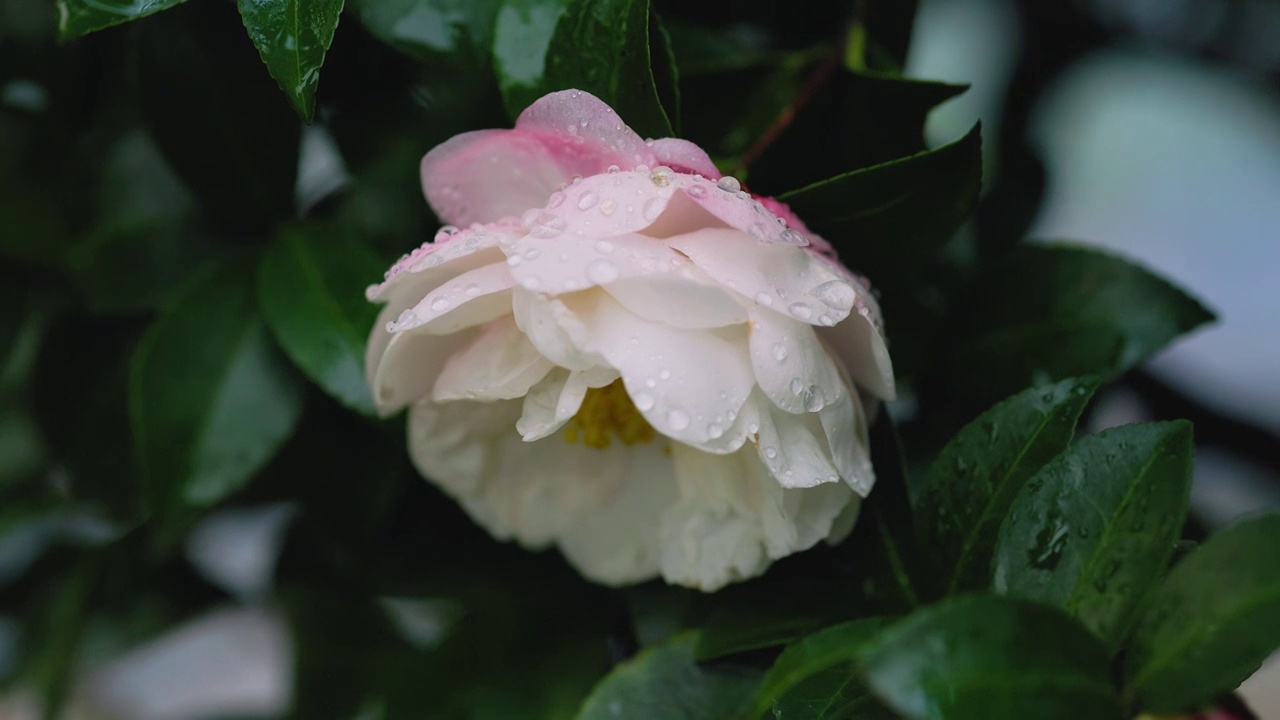 茶花树 花朵 花瓣 花蕊 花苞 花枝 水珠 落叶视频素材