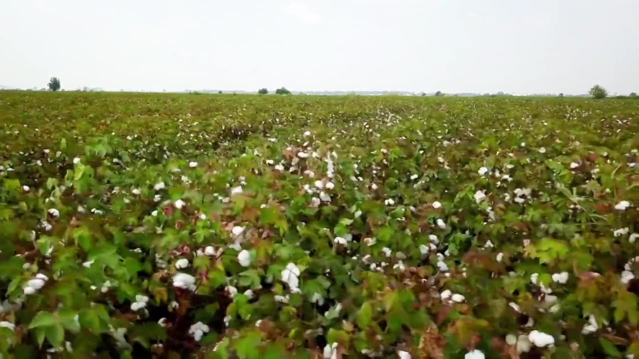 新疆棉花长绒棉视频素材