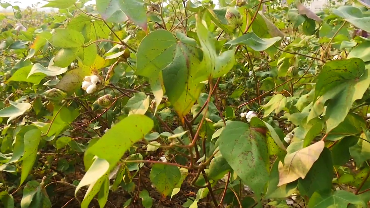 新疆棉花长绒棉视频素材