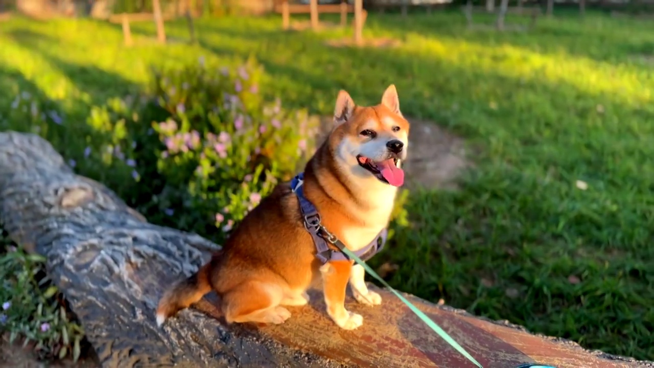 秋天阳光下小狗柴犬咧嘴笑视频素材