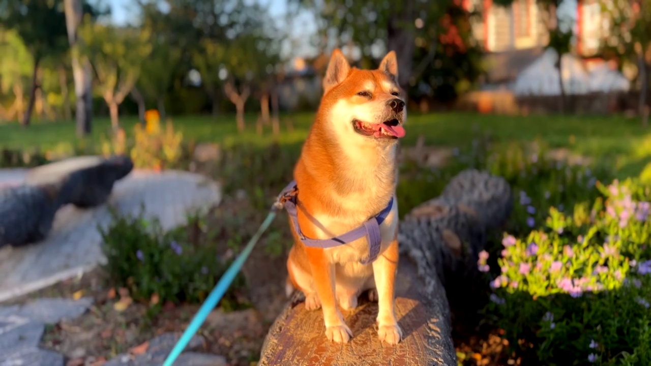 秋天阳光下小狗柴犬咧嘴笑视频素材