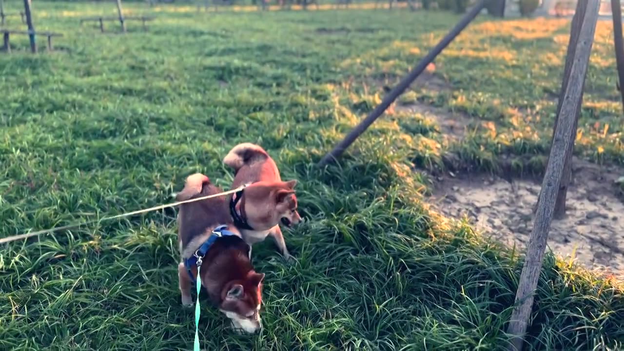 秋天阳光下小狗柴犬咧嘴笑视频素材