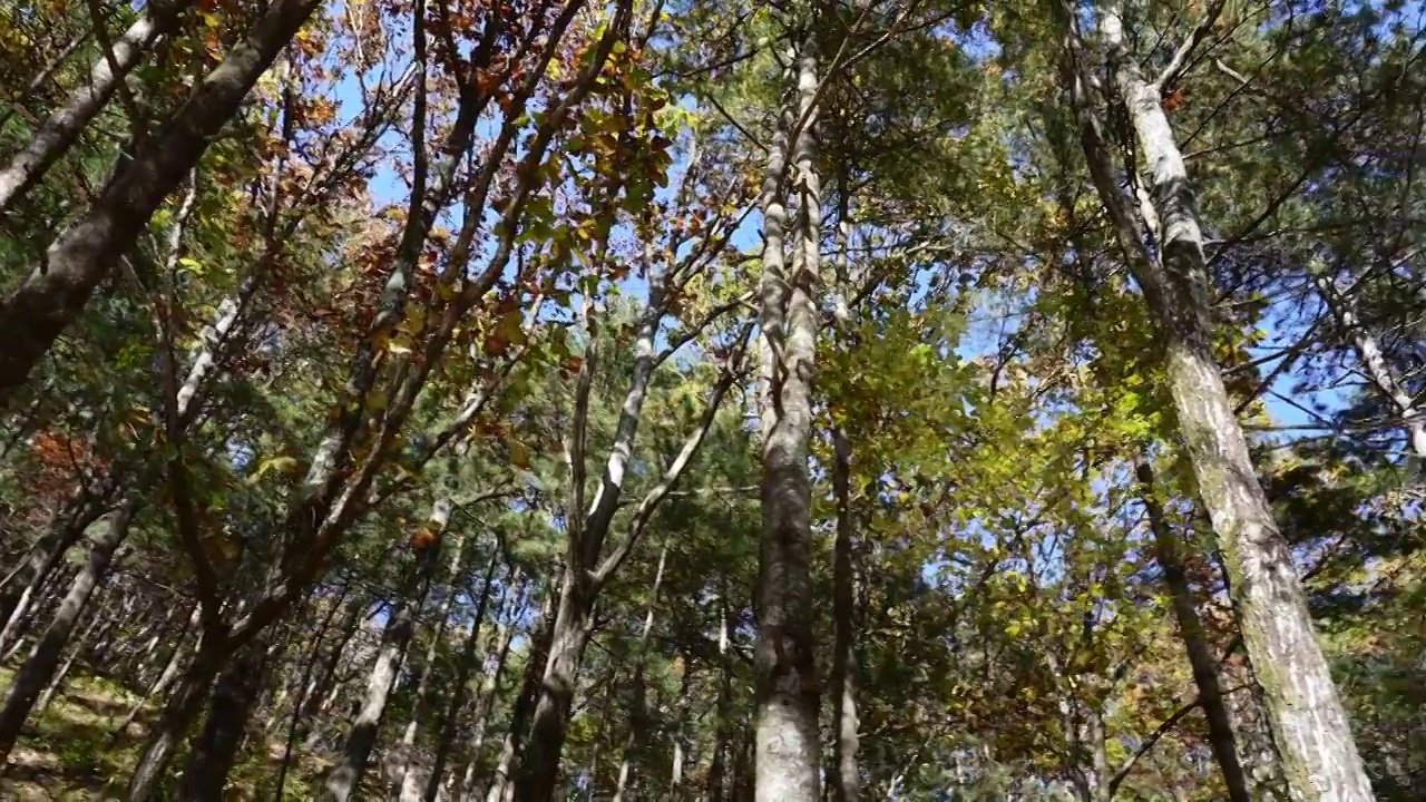 自然风景森林树木松树背景秋天视频素材