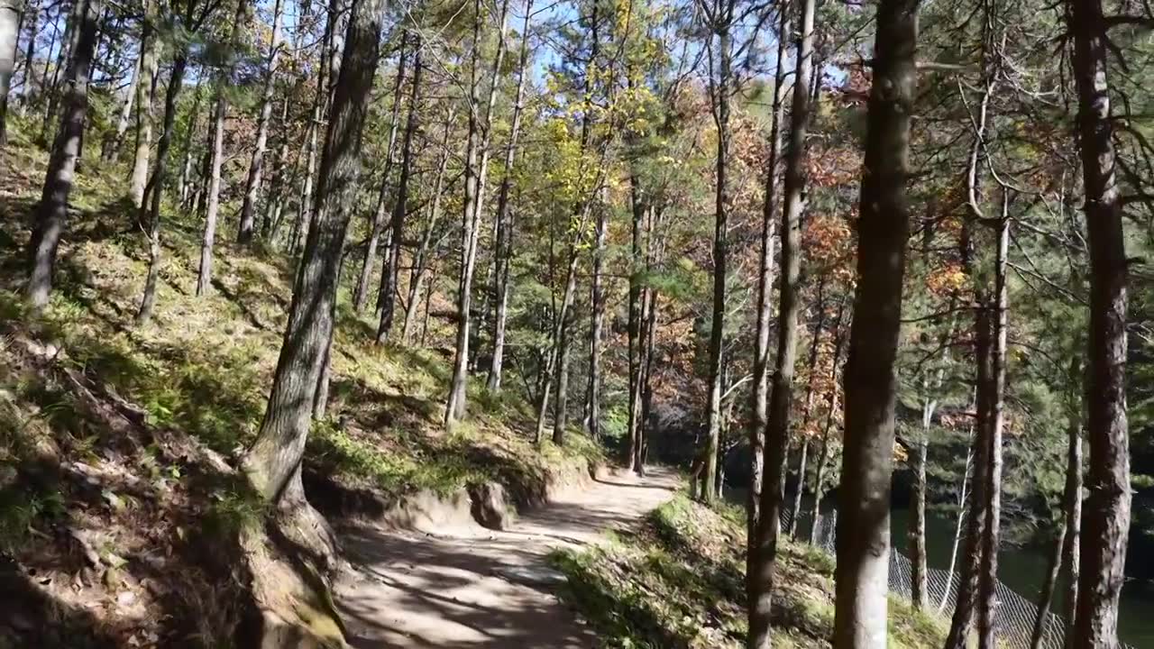 自然风景森林树木松树背景秋天旅游休闲户外徒步小路视频素材