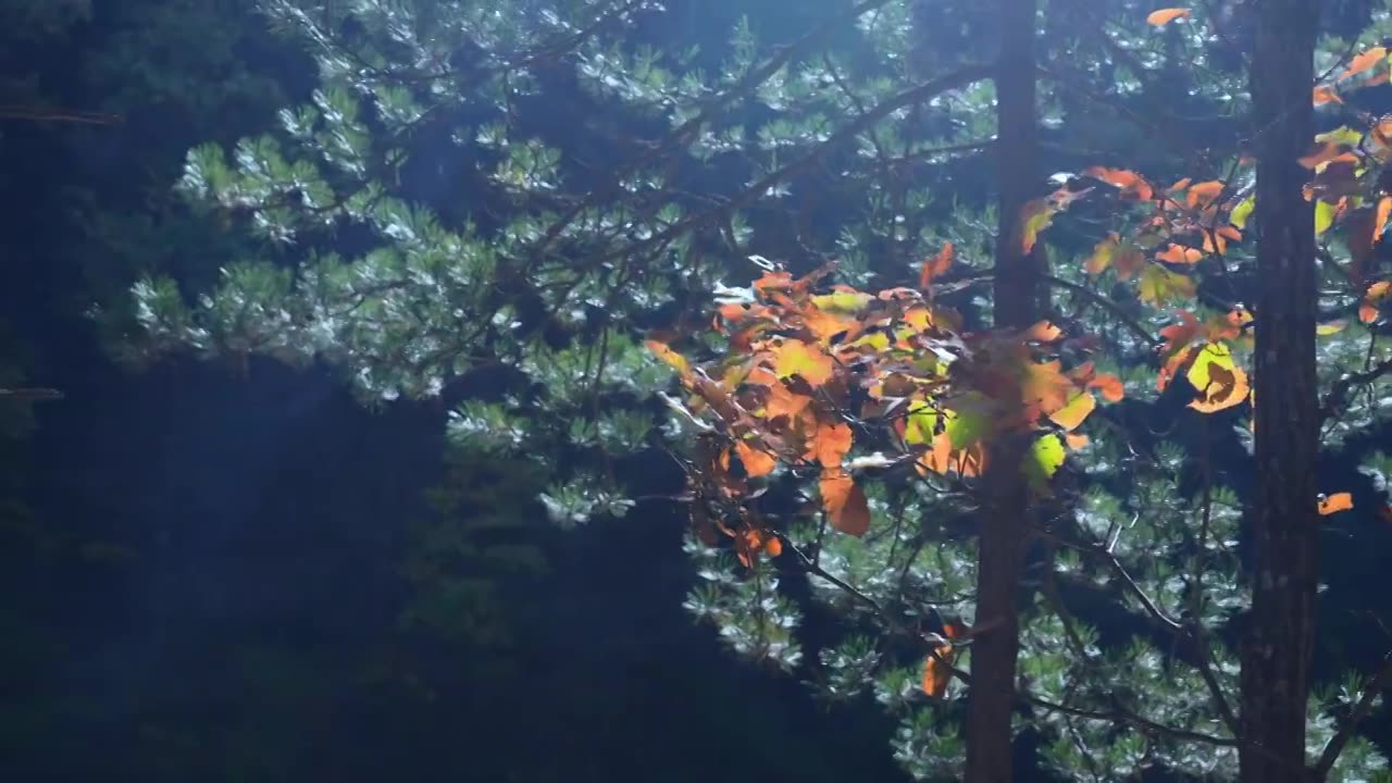 自然风景秋天红叶霜降，树森林阳光环境生态视频素材