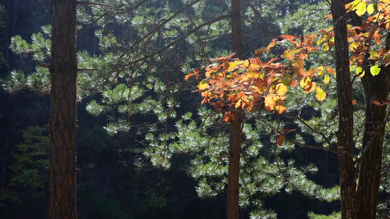 自然风景秋天红叶霜降，树森林阳光环境生态视频素材