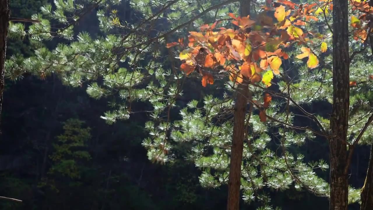 自然风景秋天红叶霜降，树森林阳光环境生态视频素材