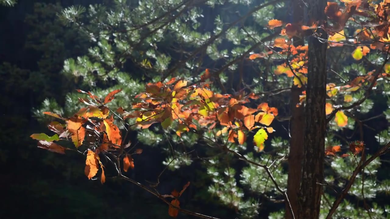 自然风景秋天红叶霜降，树森林阳光环境生态视频素材