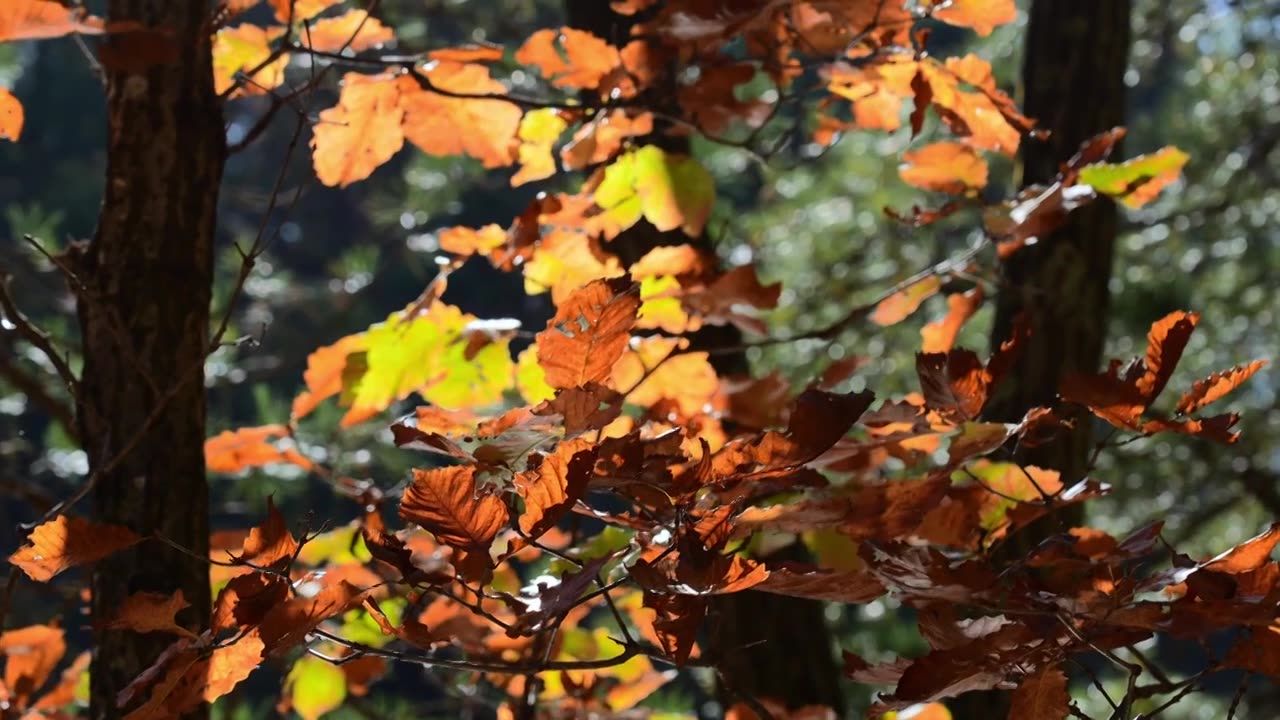 自然风景秋天红叶霜降，树森林阳光环境生态视频素材