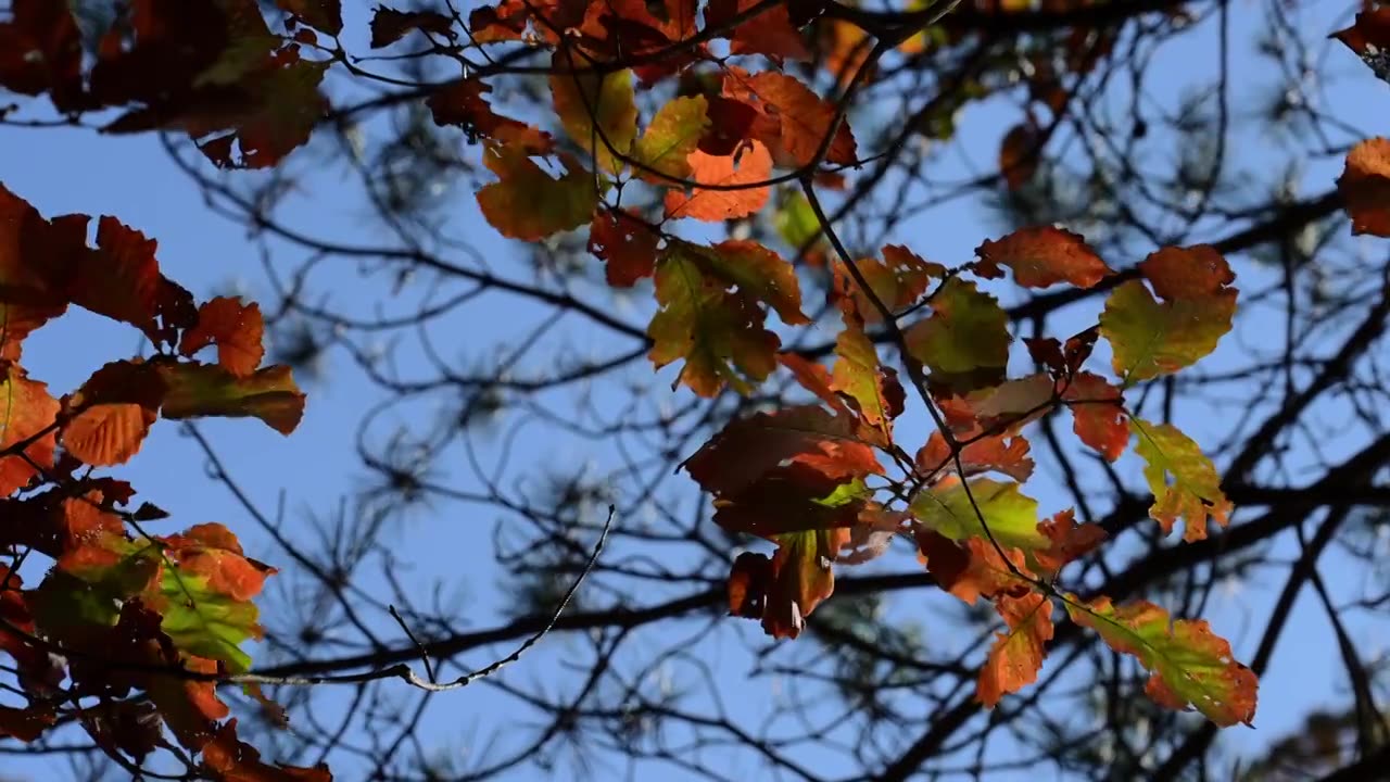 自然风景秋天红叶霜降，树森林阳光环境生态视频素材