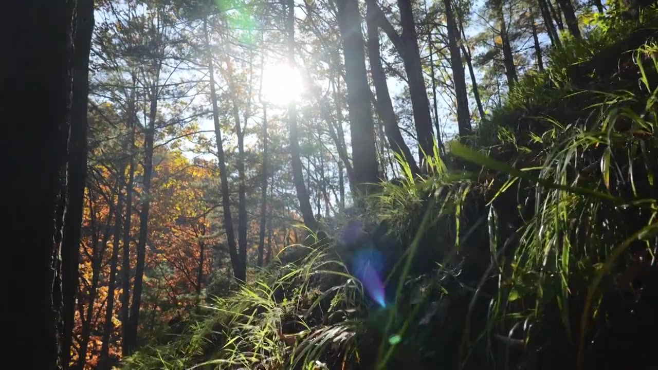 树森林小草植物阳光环境生态，自然风景背景户外徒步探险生长旅行视频素材