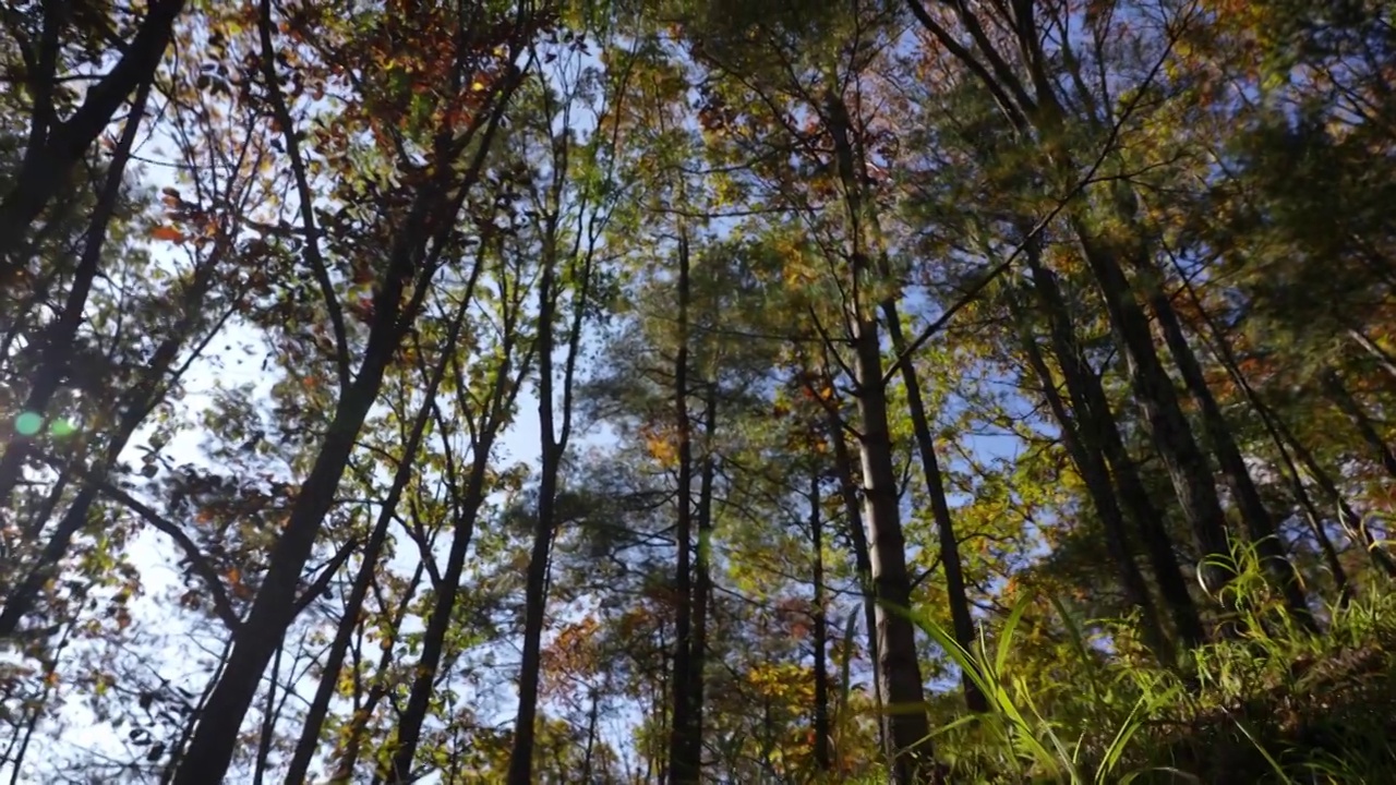 树森林小草植物阳光环境生态，自然风景背景户外徒步探险生长旅行视频素材