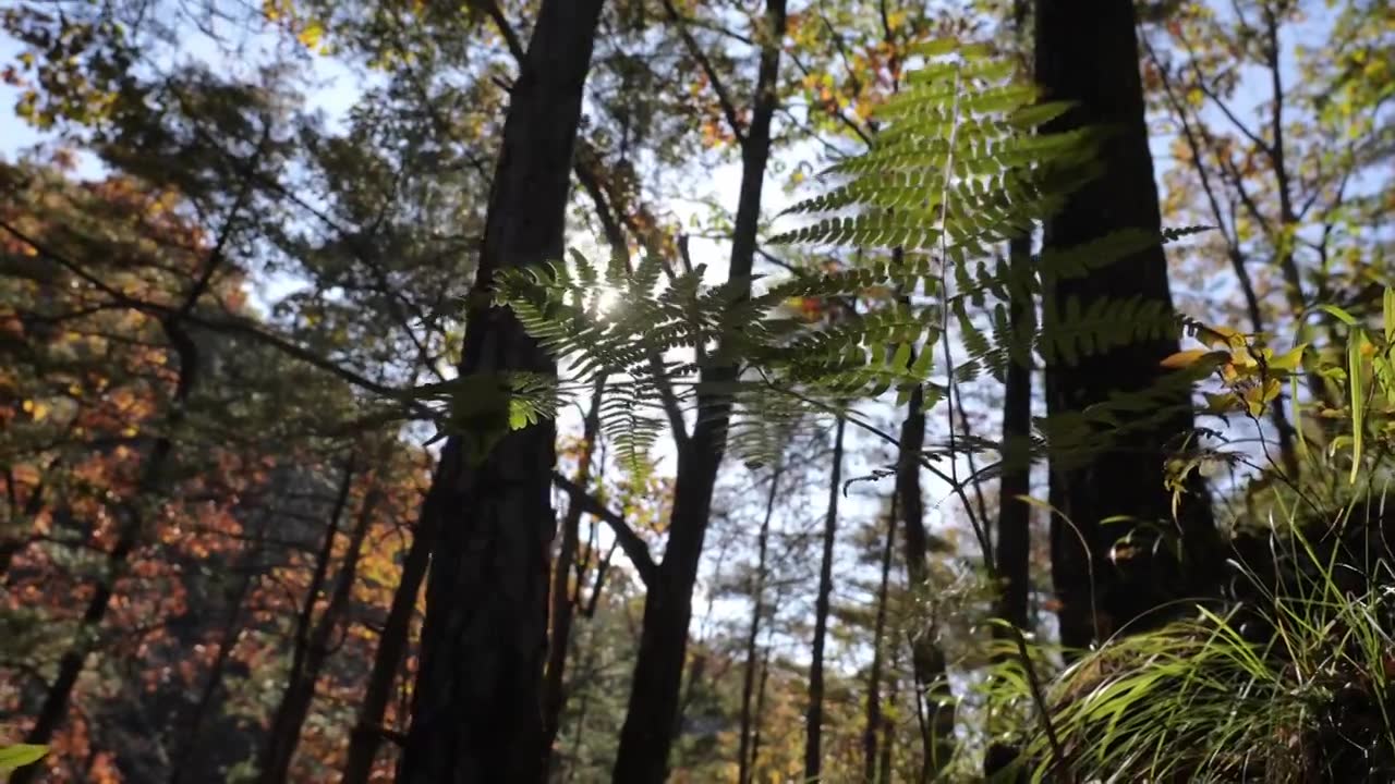 树森林蕨类植物阳光环境生态，自然风景背景户外徒步探险生长旅行视频素材