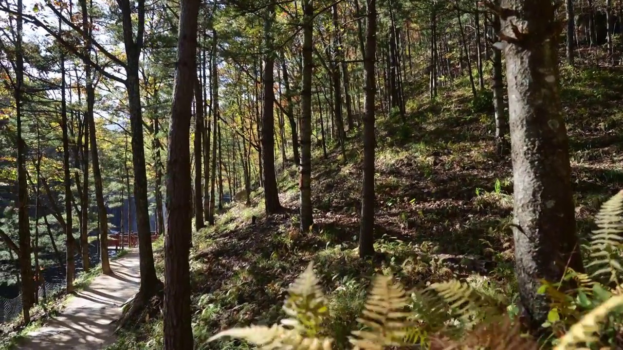 树森林蕨类植物阳光环境生态，自然风景背景户外徒步探险生长旅行视频素材