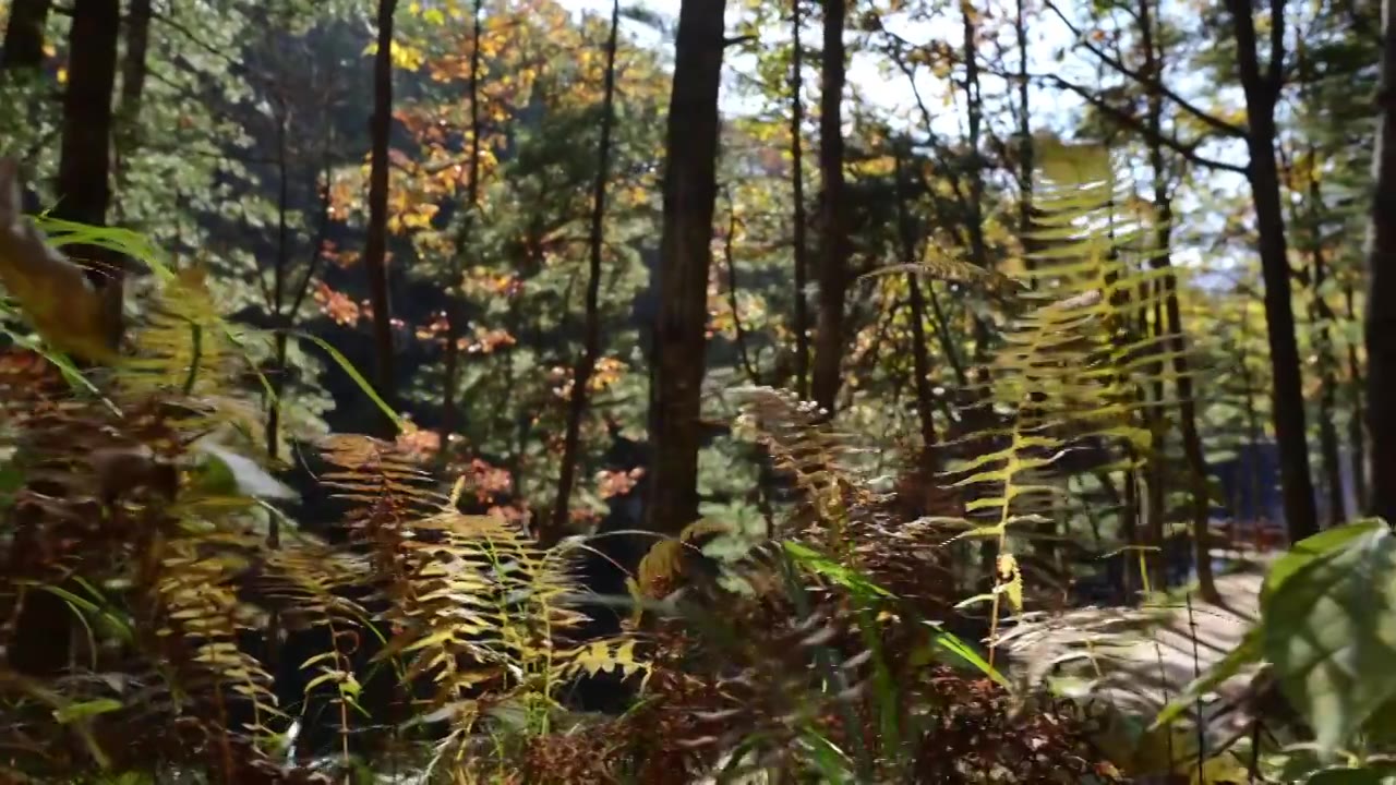 树森林蕨类植物阳光环境生态，自然风景背景户外徒步探险生长旅行视频素材