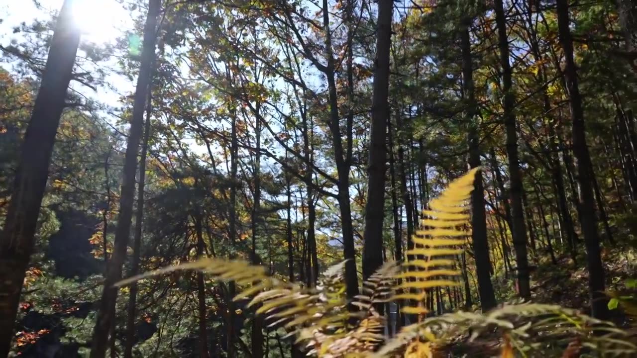 树森林蕨类植物阳光环境生态，自然风景背景户外徒步探险生长旅行视频素材