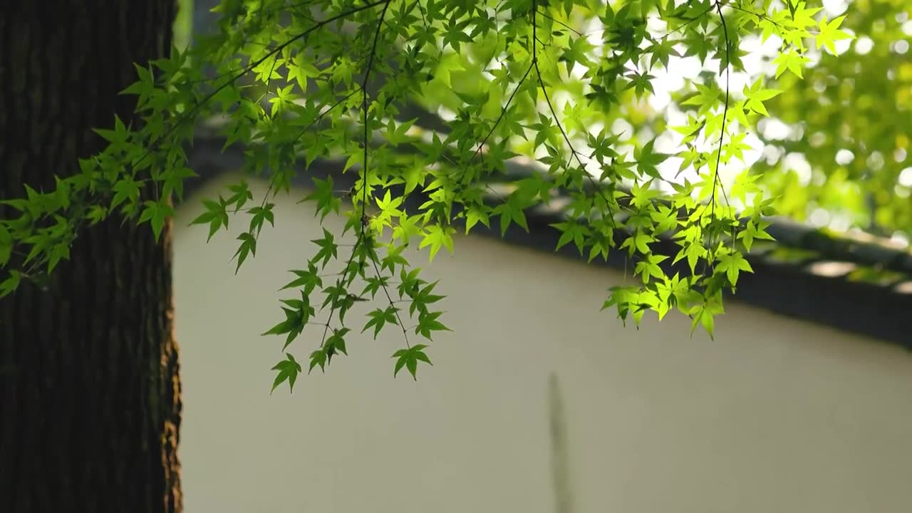 阳光透过密林照射在老房子边的枝叶上视频素材画面1