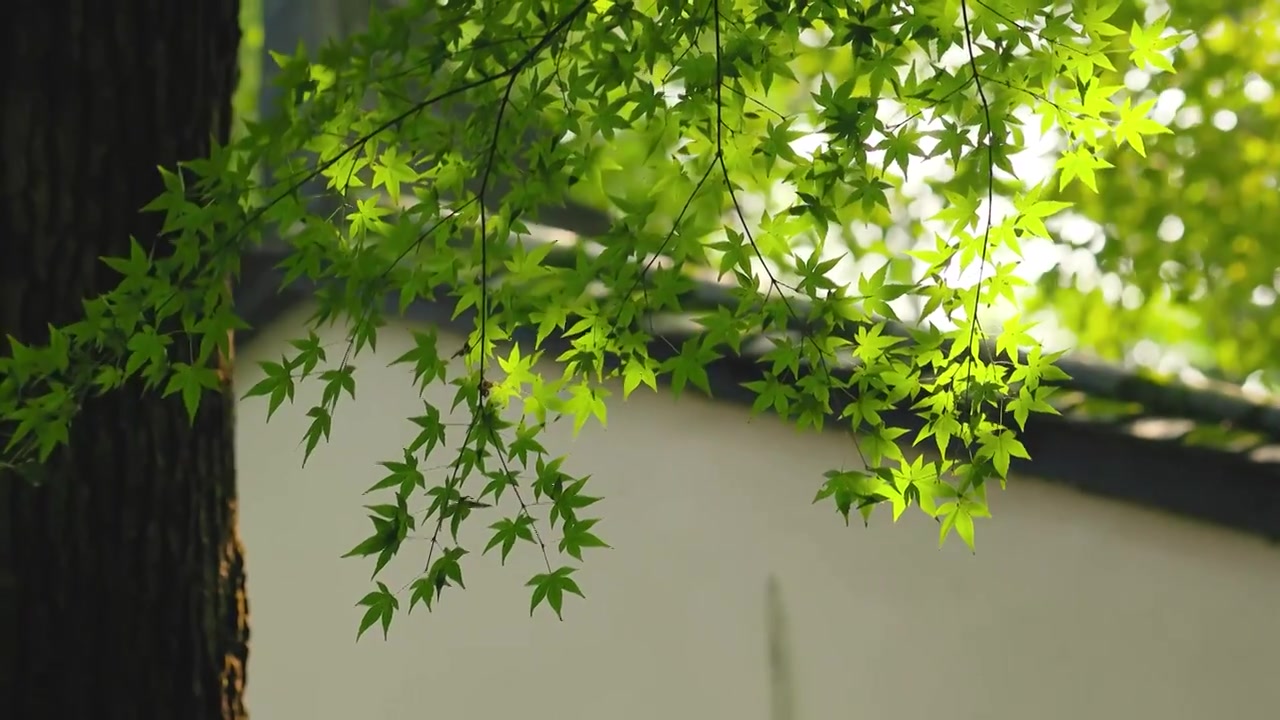 阳光透过密林照射在老房子边的枝叶上视频素材画面3