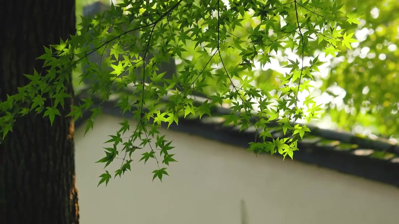 阳光透过密林照射在老房子边的枝叶上视频素材画面4