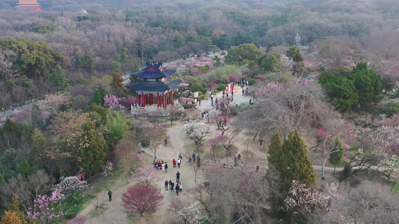 南京春天的梅花山视频素材