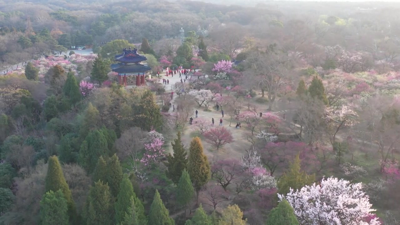 南京春天的梅花山视频素材