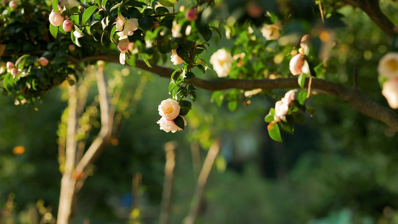 阳光下陆续绽放的茶花花枝视频素材